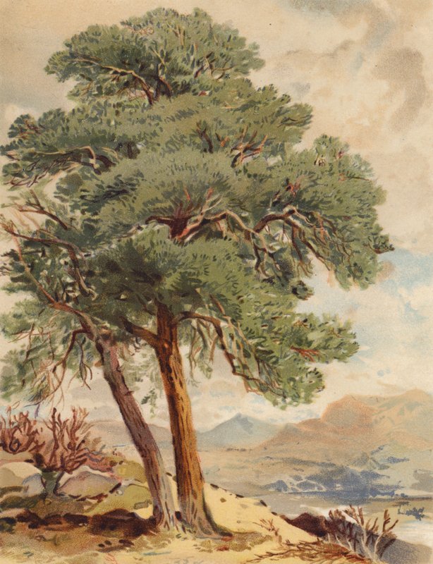  av Joseph Needham