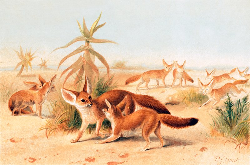 Afrikanske fennekker av Joseph Smit