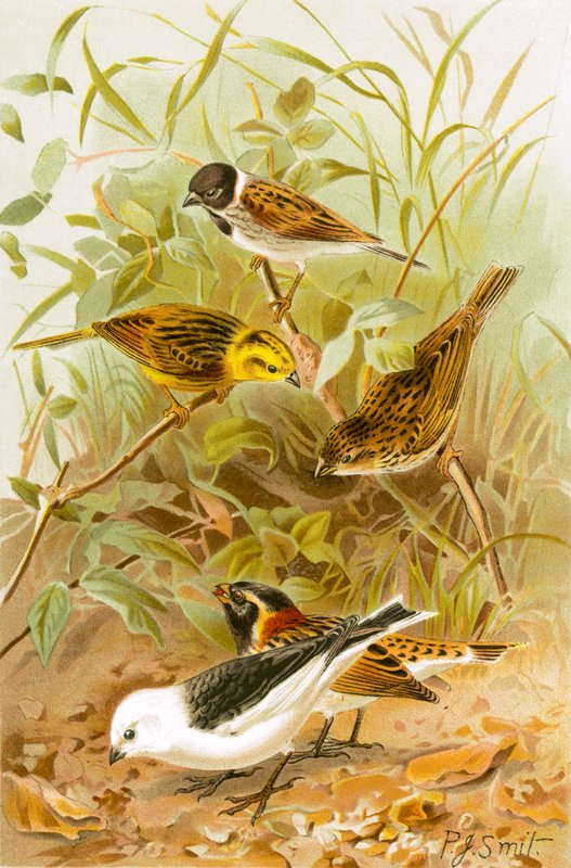 Buntings (siv, gul, vanlig, Lapplandsnø) av Joseph Smit