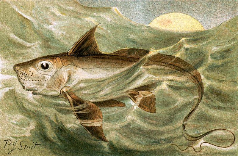 Chimaera av Joseph Smit