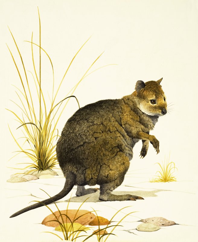 Quokkaen fra Australia, en type wallaby av Kenneth Lilly