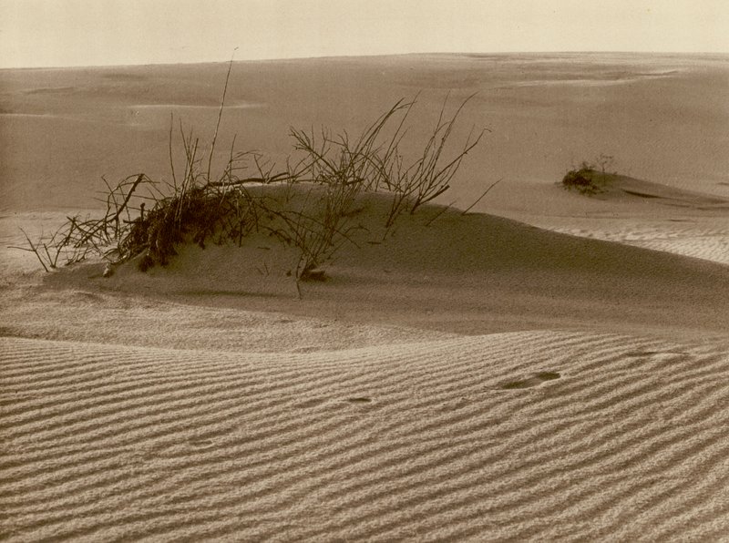 Vandrende sanddyne på den kuriske spyt nord for Rossitten; Skiftende sanddyne en den kuriske sandspytten nord for Rossitten (s/hvitt-bilde) av Kurt Hielscher