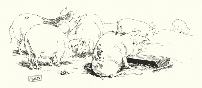 En langhalegris, eller en korthalegris (gravering) av Leonard Leslie Brooke