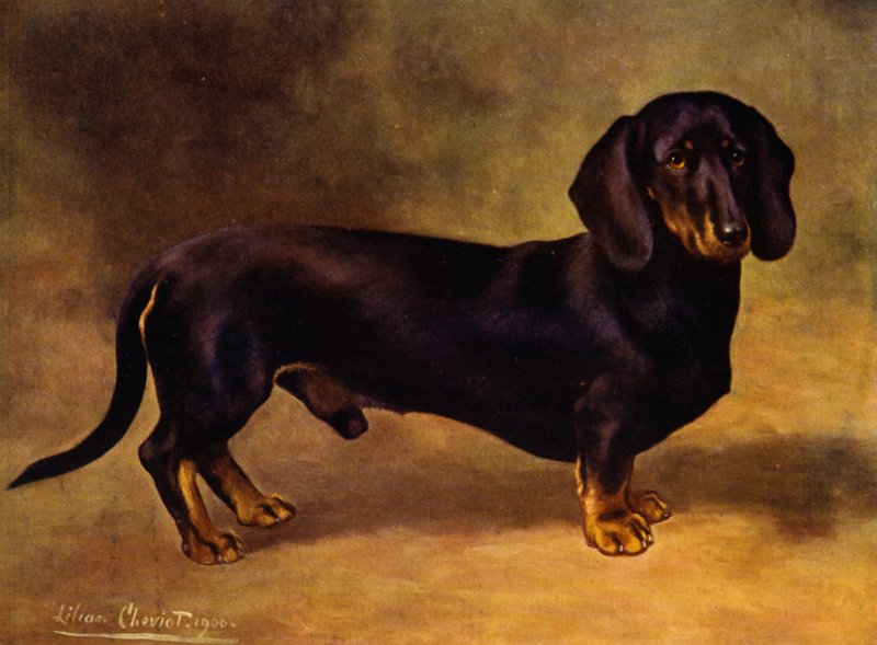 Dachshunden Earl Satin av Lilian Cheviot