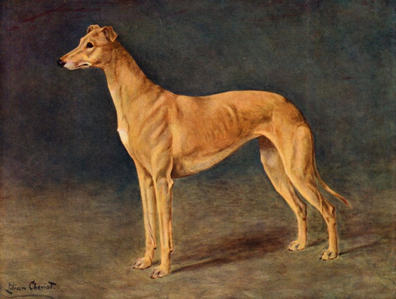 Den vellykkede Coursing Greyhound tispe Age of Gold av Lilian Cheviot