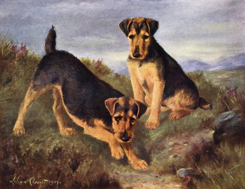 Welsh Terriers Glansevin Coquette and Champion Glansevin Coda av Lilian Cheviot
