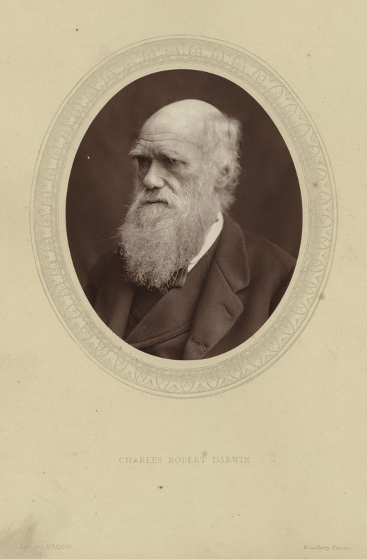 Portrett av Charles Darwin av Lock and Whitfield