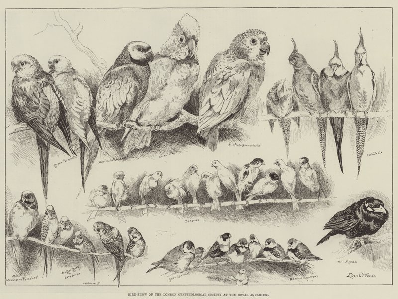 Fugleshow fra London Ornithological Society på Royal Aquarium av Louis Wain