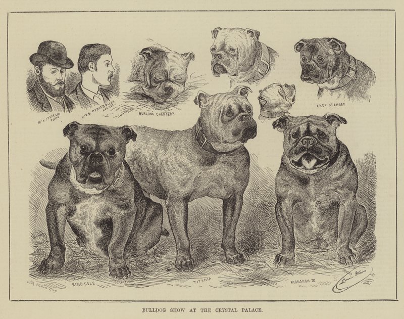 Bulldog Show på Crystal Palace av Louis Wain