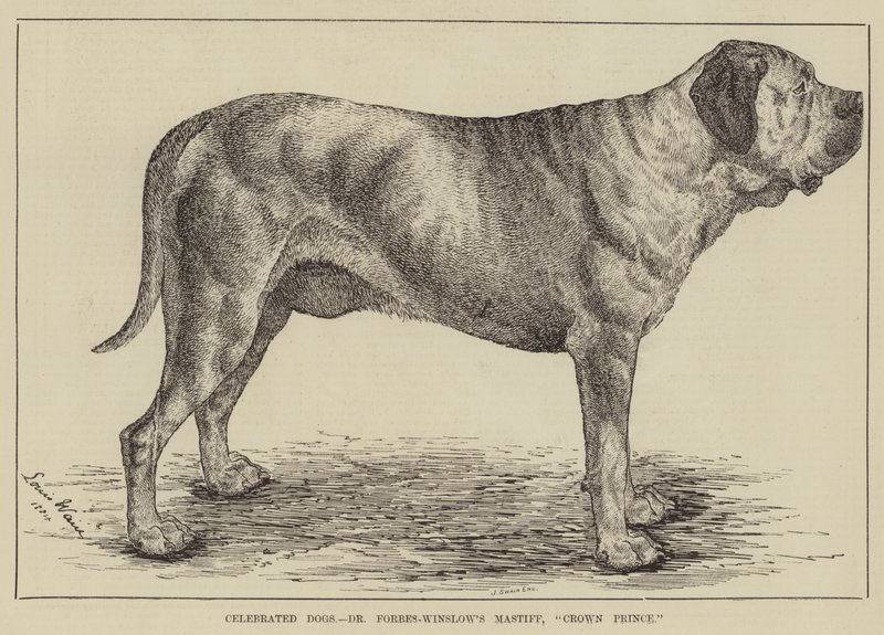 Feirte hunder, Dr Forbes-Winslows mastiff, kronprins av Louis Wain