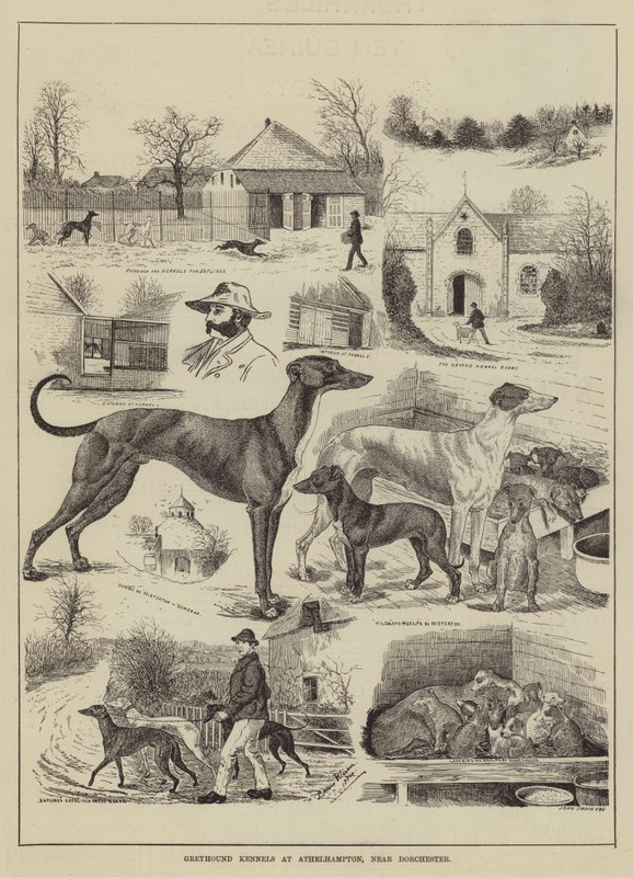 Greyhound Kennels på Athelhampton, nær Dorchester av Louis Wain