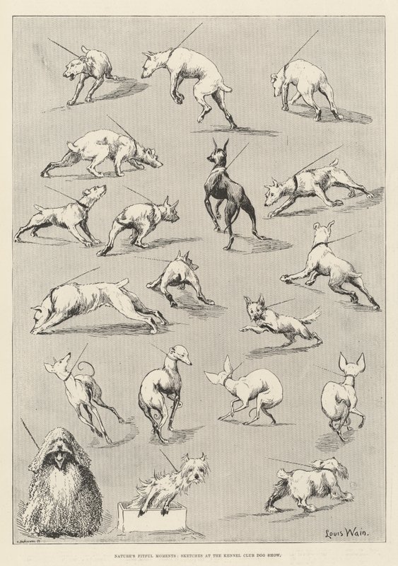 Naturens fitful Moments, Skisser på Kennel Club Dog Show av Louis Wain