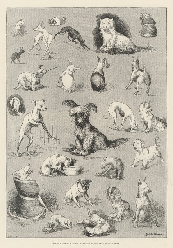 Naturens fitful Moments, Skisser på Terrier Club Show av Louis Wain