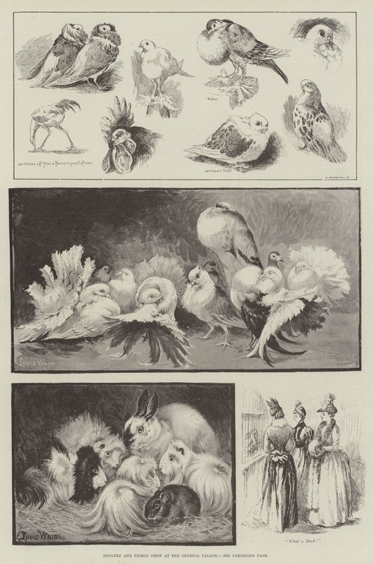 Fjærkre og dueutstilling på Crystal Palace av Louis Wain
