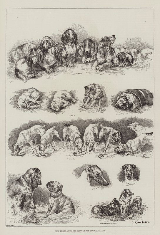 Kennelklubbens hundeutstilling på Crystal Palace av Louis Wain