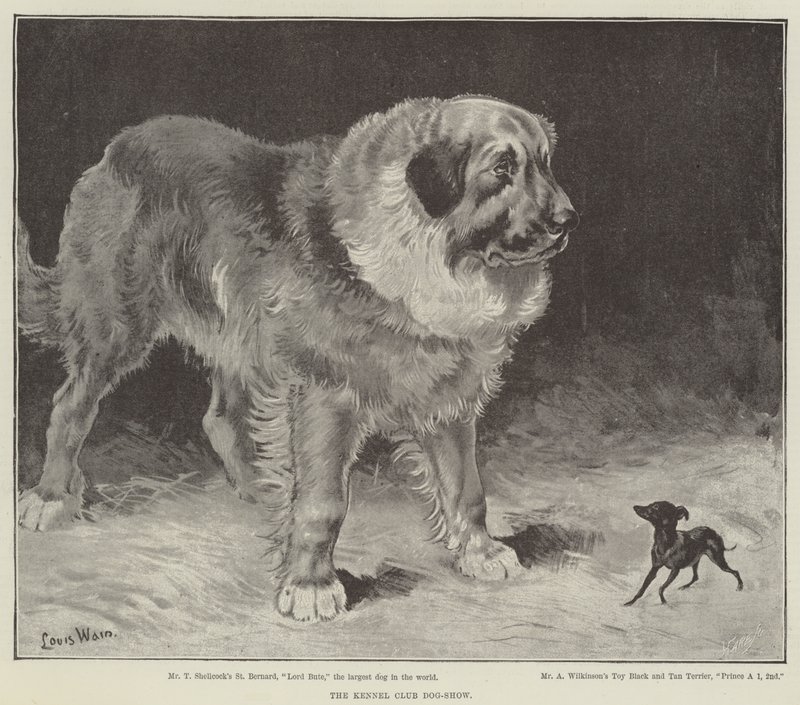 Kennelklubbens hundeutstilling av Louis Wain