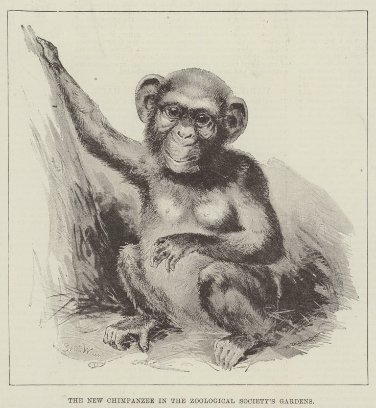 Den nye sjimpansen i Zoological Society