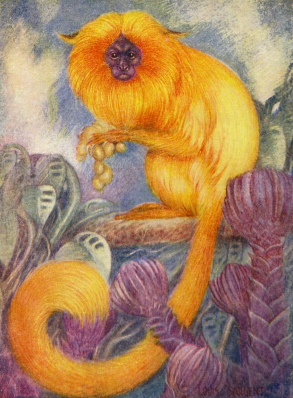 I dyrehagen: Marmoset Monkey (farge litho) av Louis Augustus Sargent