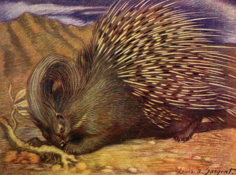 I dyrehagen: Porcupine (farge litho) av Louis Augustus Sargent