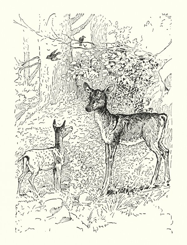  av Louis John Rhead