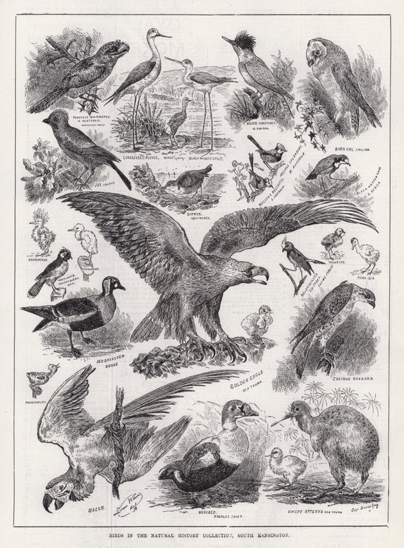 Fugler i Natural History Collection, South Kensington (gravering) av Louis Wain