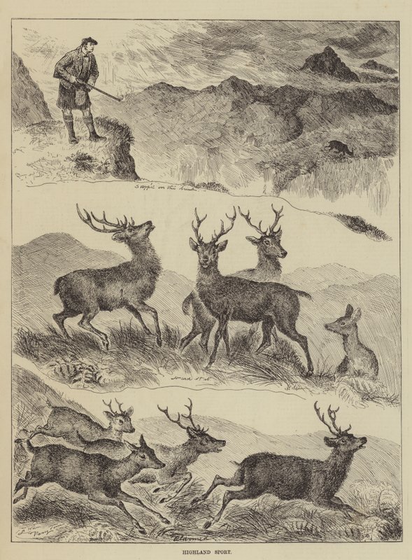 Highland Sport av Louis Wain