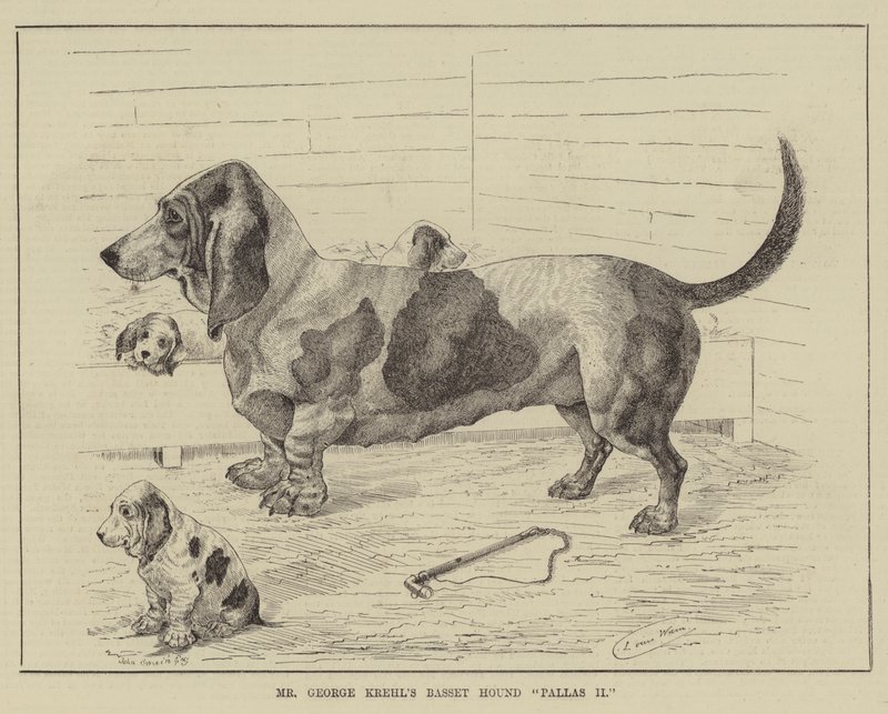 Mr George Krehls Basset Hound Pallas II av Louis Wain