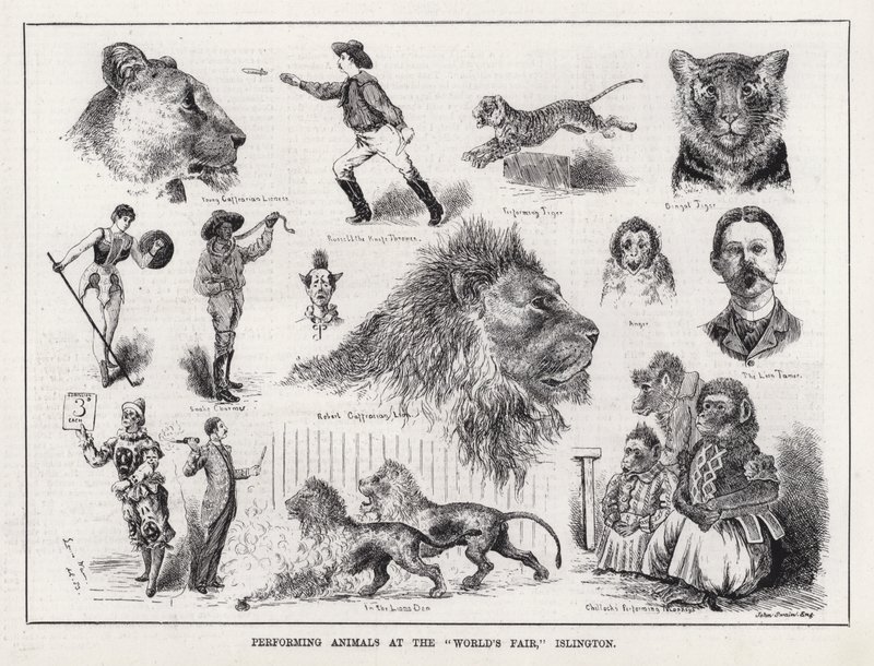 Utøvende dyr på "verdensmessen," Islington (gravering) av Louis Wain