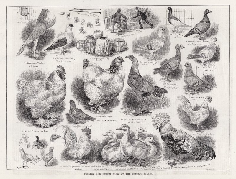 Fjærkre og dueutstilling på Crystal Palace (gravering) av Louis Wain