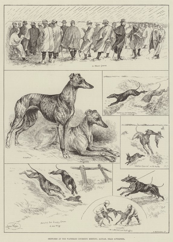 Skisser på Waterloo Coursing Meeting, Altcar, nær Liverpool (gravering) av Louis Wain