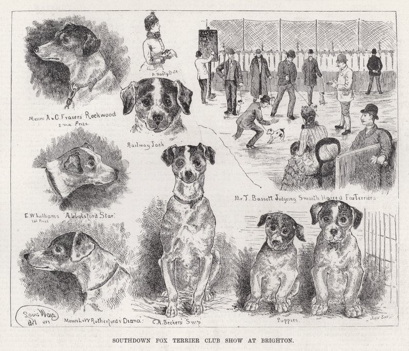 Southdown Fox Terrier Club Show i Brighton (gravering) av Louis Wain