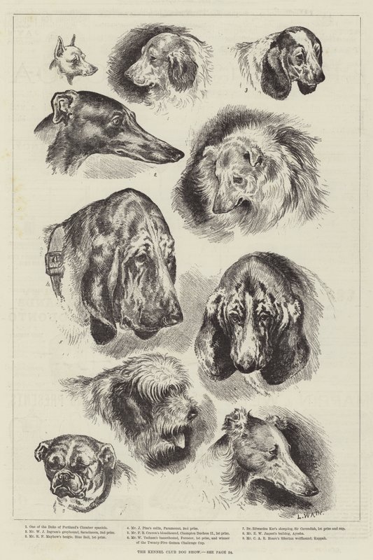 Kennelklubbens hundeutstilling av Louis Wain