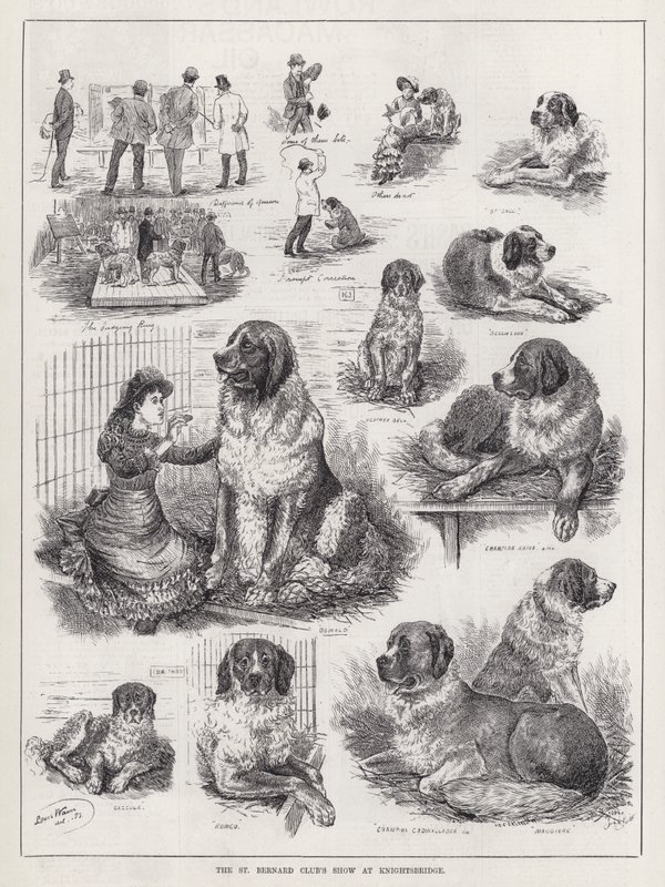 St Bernard Club's Show på Knightsbridge (gravering) av Louis Wain