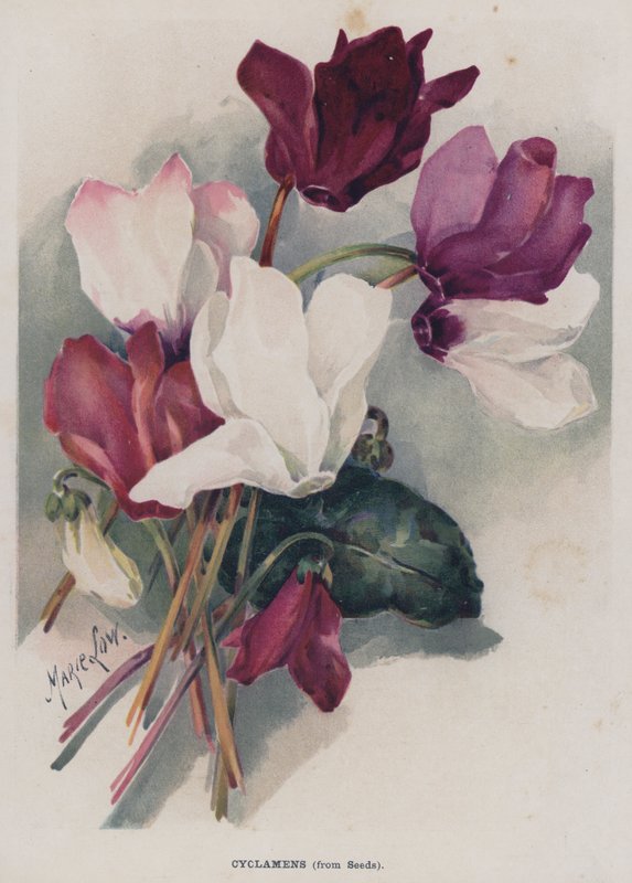 Cyclamens, fra Seeds av Marie Low