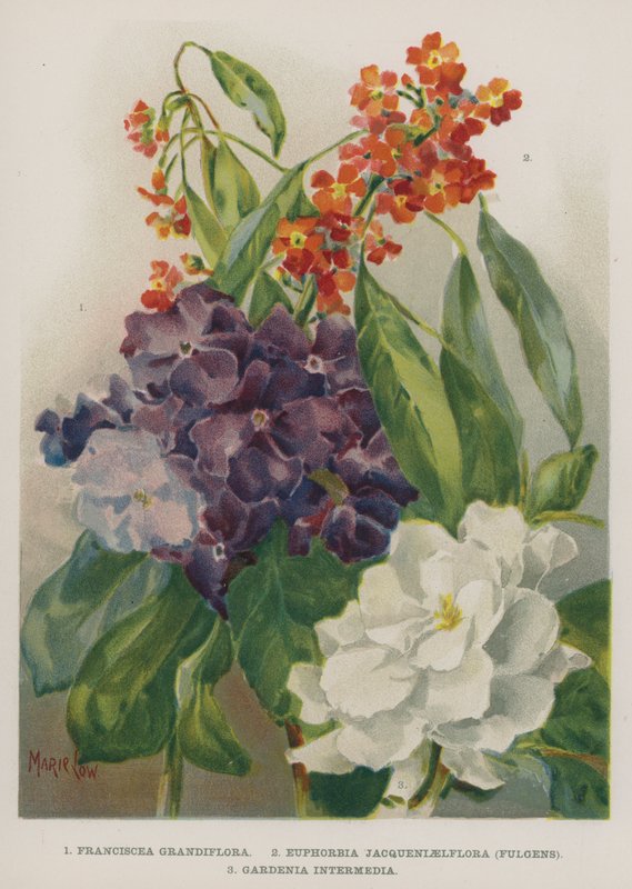 Franciscea Grandiflora, Euphorbia Jacqueniaelflora, Fulgens, Gardenia Intermedia av Marie Low