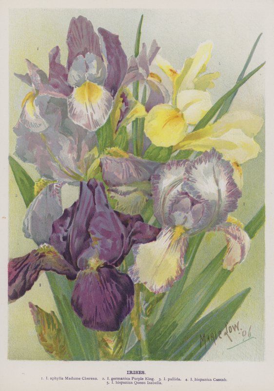 Iriser av Marie Low