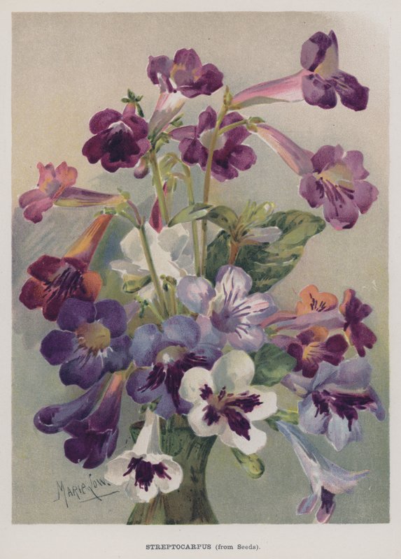 Streptocarpus, fra frø av Marie Low