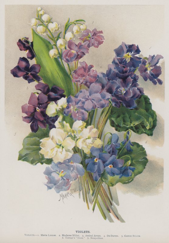 Fioler av Marie Low