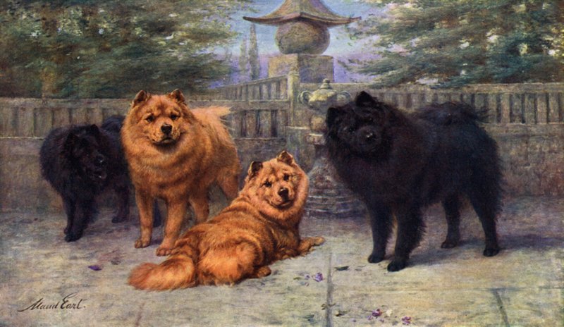 Fire Champion Chow-Chows eid av Mrs Scaramanga av Maud Earl