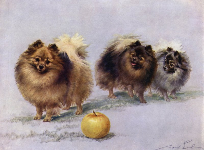 Tre av Mrs Hall Walkers Champion Pomeranians av Maud Earl