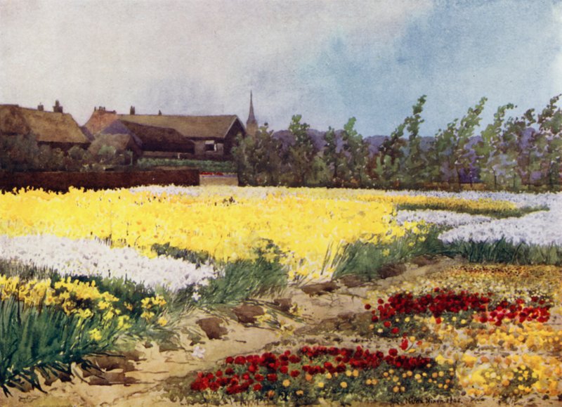 A Bulb Farm nær Overveen (farge litho) av Mima Nixon