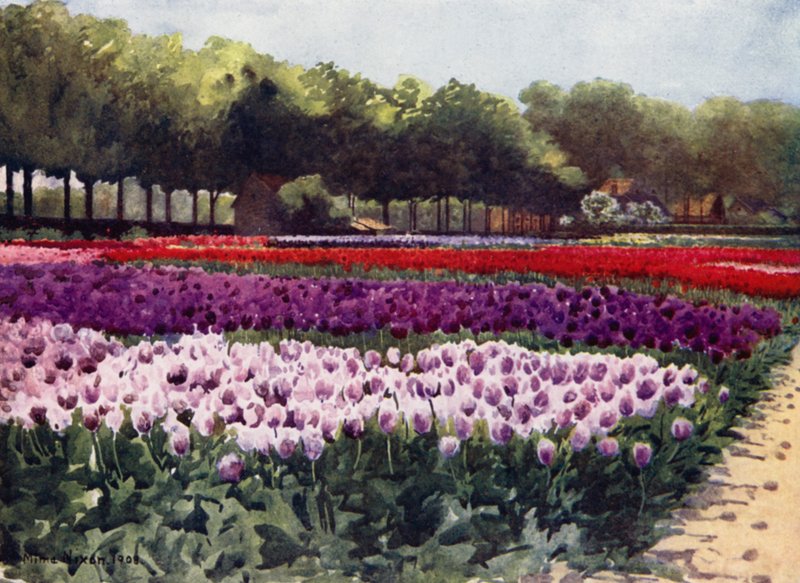 Darwin Tulipaner (farge litho) av Mima Nixon