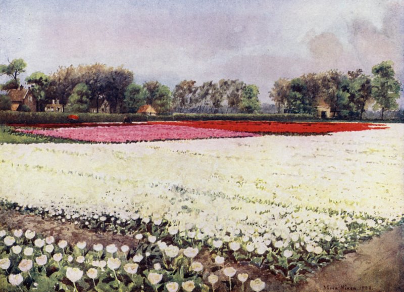 "Her er tulipaner for deg, hvite, til bruden eller begravelsen" (farge litho) av Mima Nixon