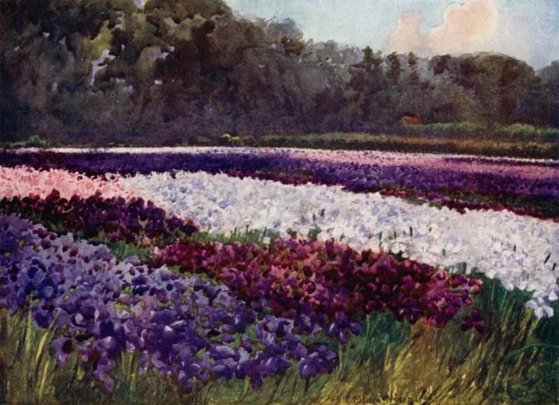 "I smaragd tuer, blomster lilla, blå og hvit, som safir, perle og rike broderier" (farge litho) av Mima Nixon