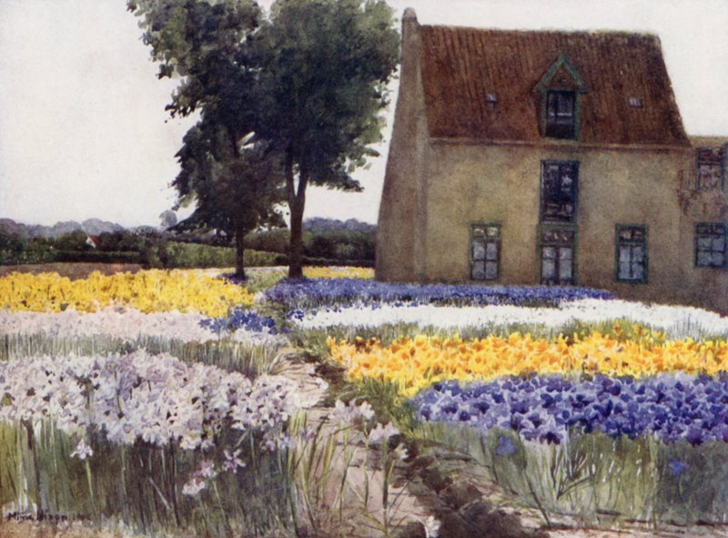 Spanske iris (farge litho) av Mima Nixon