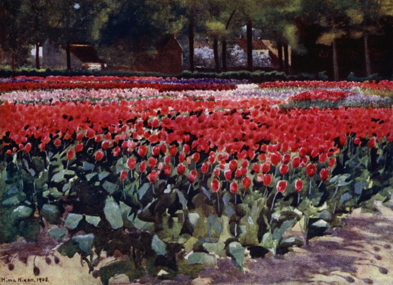 Tulipaner i sin første alder (farge litho) av Mima Nixon