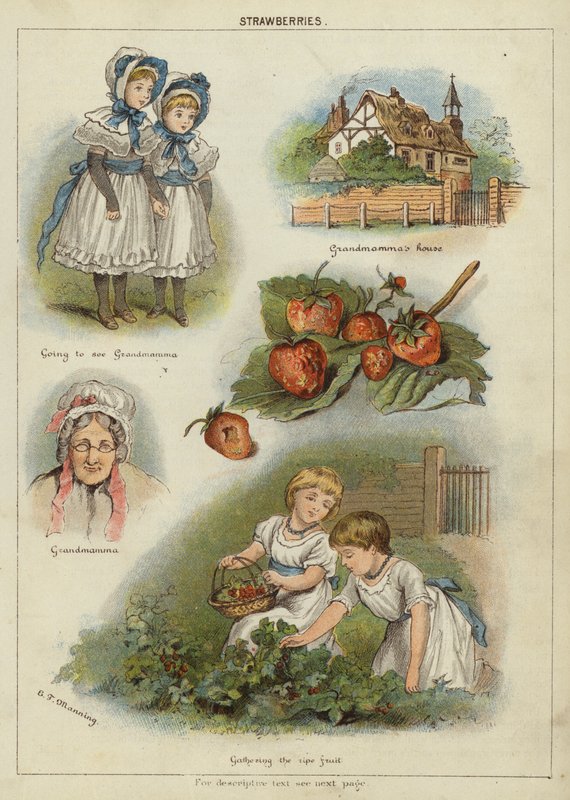 Jordbær (chromolitho) av Miss Eliza F. Manning