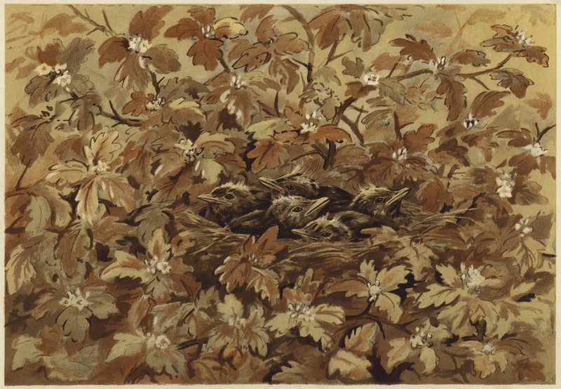 Svarttrosten hjemme (litho) av N. Parker