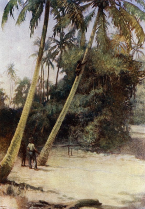 Solomon Island Boy klatrer etter grønne kakaonøtter, nær Gavutu, New Florida (farge litho) av Norman Hardy