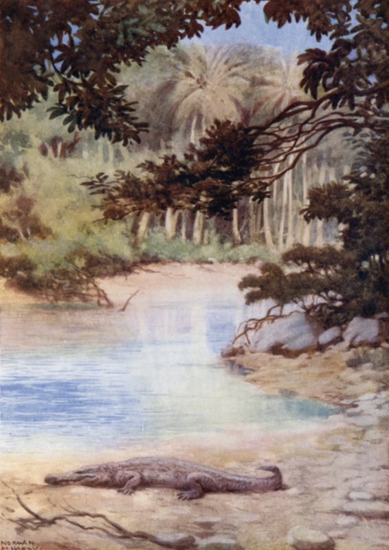 Krokodillens hjem, De britiske Salomonøyene (farge litho) av Norman Hardy